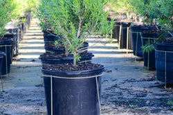 5 Gallon Pot Stand
